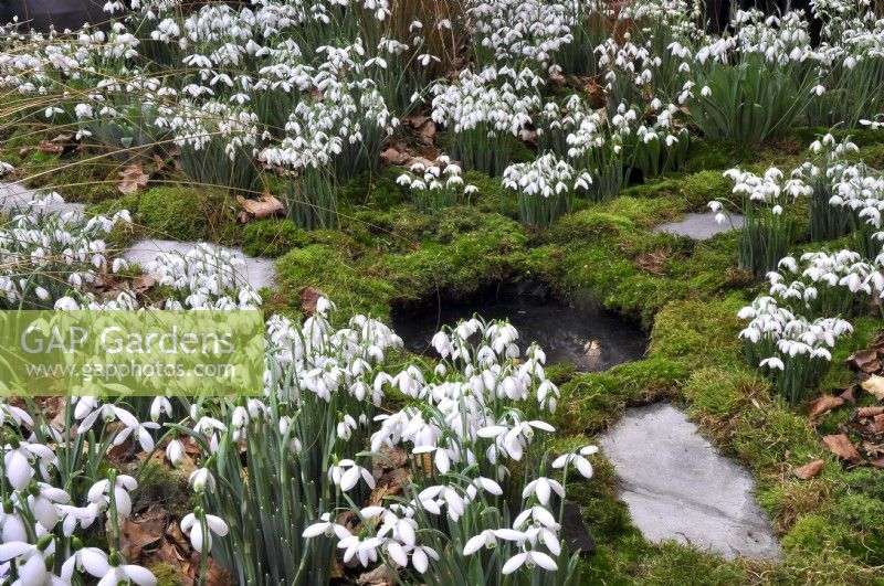 Mixed Galanthus growing amongst moss and fallen leaves over a mini pond. February