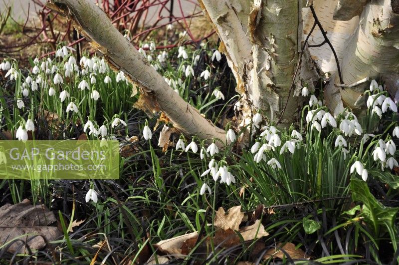 Winter woodland bed with natural planting: flowering Galanthus nivalis, Ophiopogon Nigrescens growing under Betula utilis var. jacquemontii with creme-white bark and red branches of cornus sibirica in background. February


