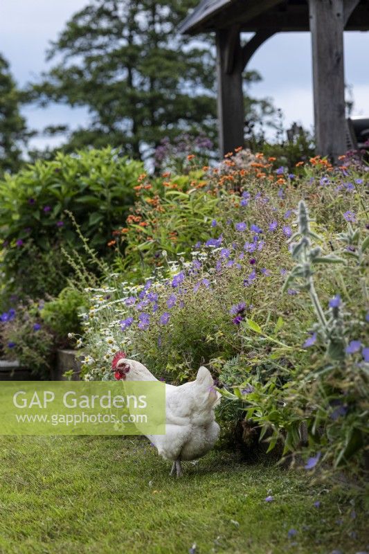 Chicken beside a flowering country garden border