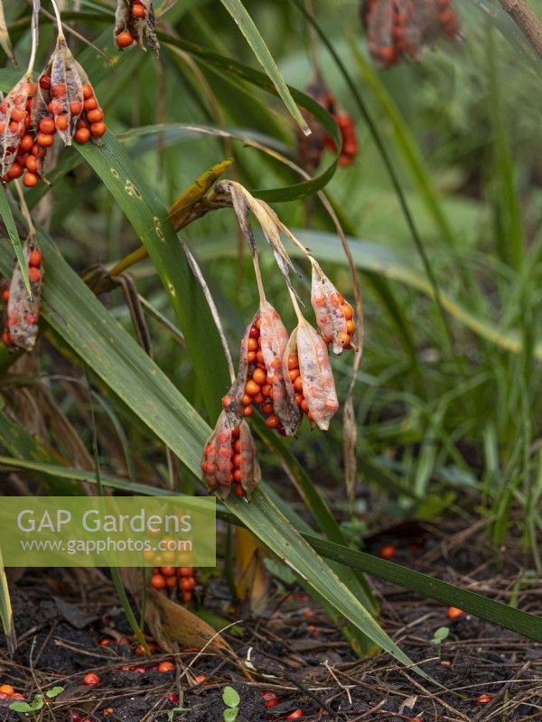 Iris foetissima seed heads with orange berries  dropping to ground