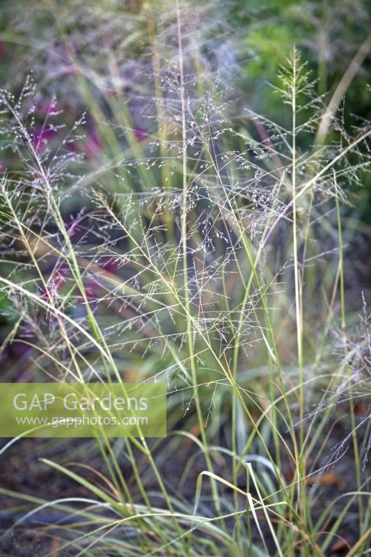 Sporobolus 'JS Delicatesse' - Ornamental Grasses - October