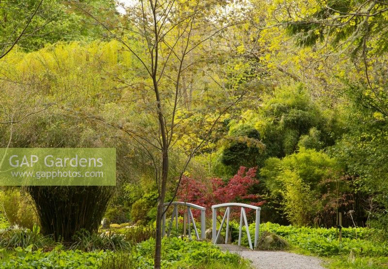 A wooden bridge surrounded by Acers and Phyllostachys aureosulcata leading into the Japanese garden.