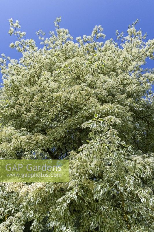 Cornus controverta variegata, in a Summer garden.
