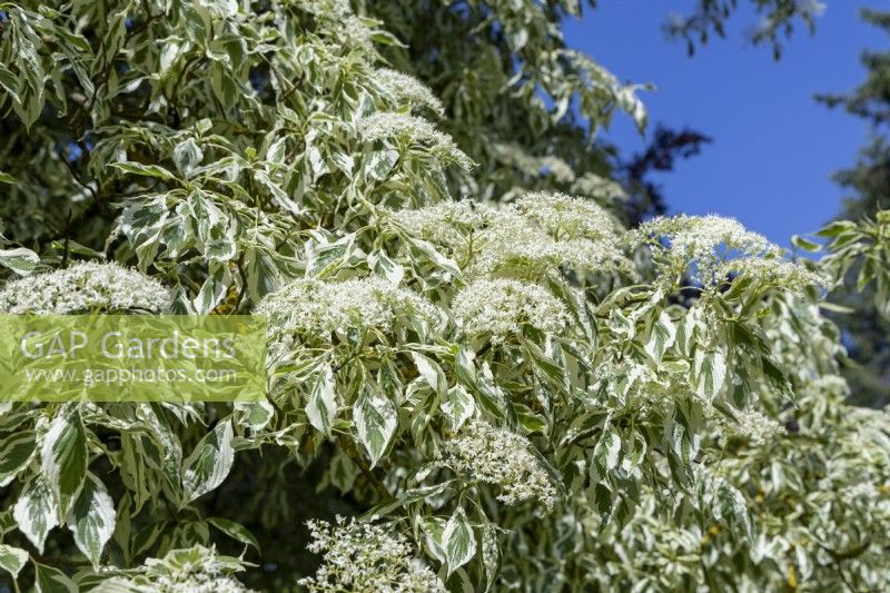 Cornus controverta variegata, in a Summer garden.