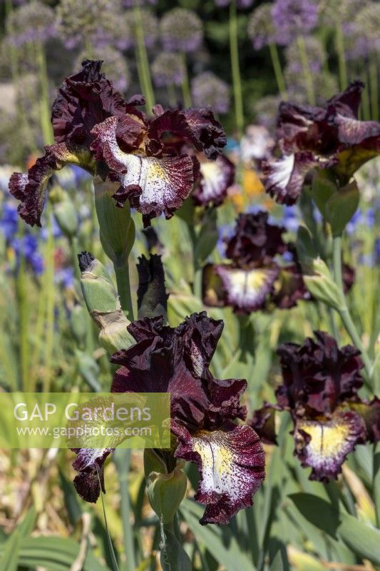 Tall Bearded Iris, 'Vista Point'.