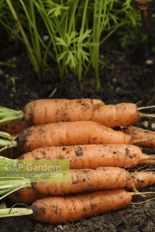 Daucus carota  'Romance'  Freshly lifted carrots  September
