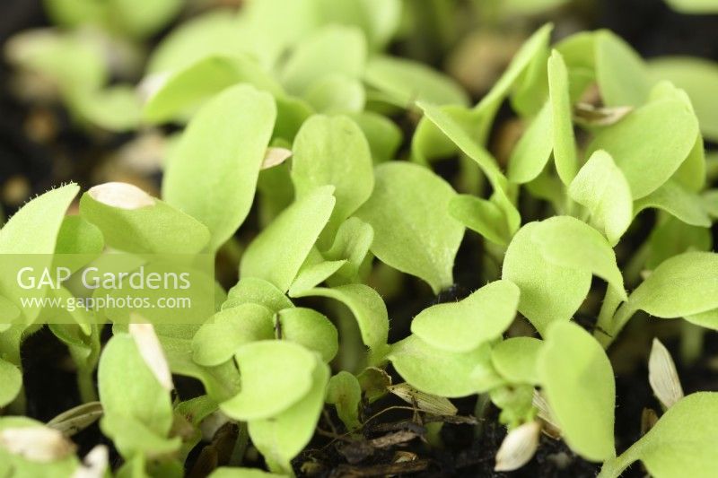 Lactuca sativa  'Gustav's Salad'  Lettuce seedlings  August
