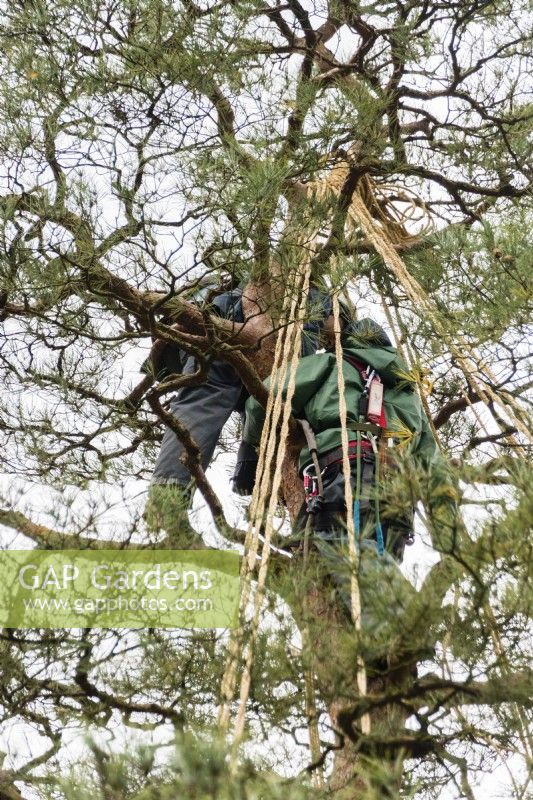 Two gardeners working in top of pine tree constructing the wigwam of rope and bamboo which will protect the tree from snow damage. This is called Yukitsuri. 