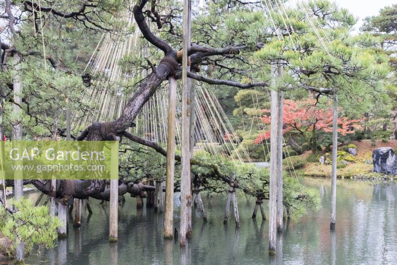 Pine tree by Kasumigaike pond with wigwams of bamboo poles and ropes, called Yukitsuri, creating protection against snow damage. Branches of trees supported by wooden poles.   