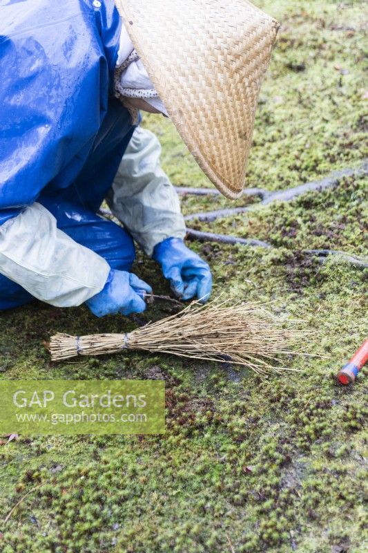 Gardener wearing blue waterproof clothing and gloves hand weeding moss bed with knife and traditional brush