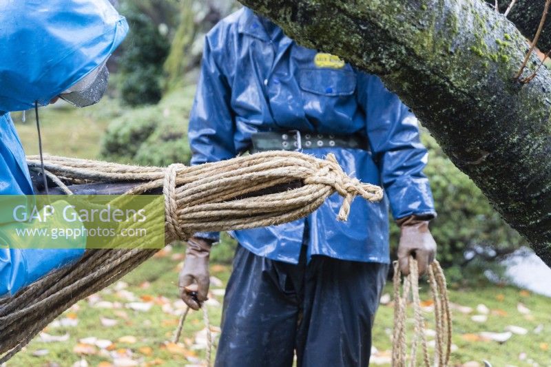 Gardener wearing blue waterproof clothing and hard hat  attaching rope to bamboo pole that is used in protecting trees from snow called Yukitsuri.