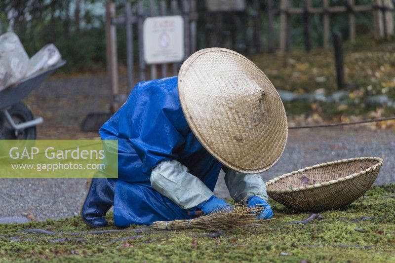 Gardener wearing blue waterproof clothing, straw hat and using straw basket  hand weeding moss bed with knife and traditional brush.