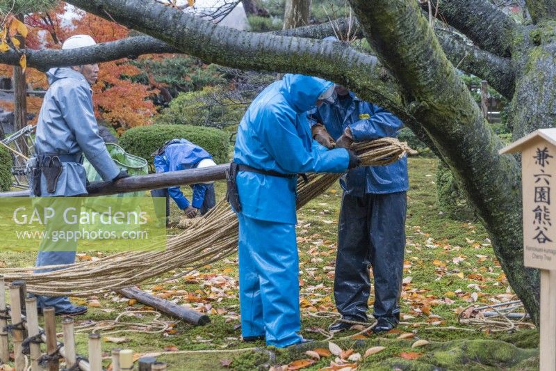 Gardeners wearing blue waterproof clothing attaching rope to bamboo pole that is used in protecting trees from snow called Yukitsuri.