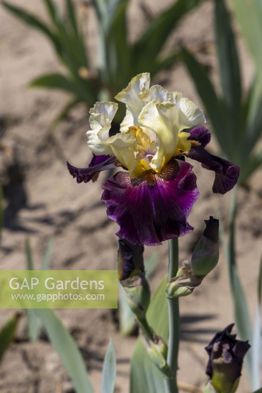 Tall Bearded Iris, 'Muscle Shoals'