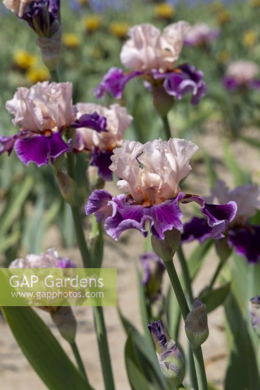Tall Bearded Iris, 'Passion for Fashion'.