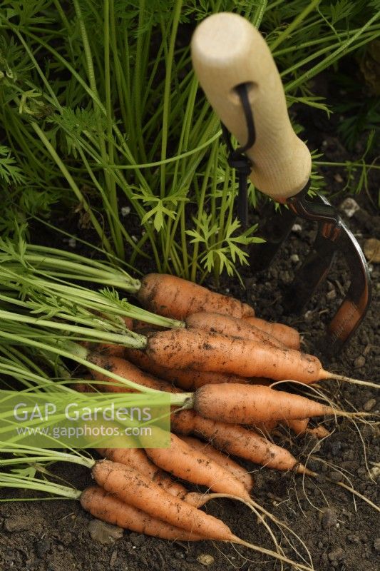 Handfork by freshly lifted carrots - Daucus carota 'Romance' - September