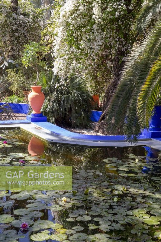 Nymphaea - waterlily in the pond at Jardin Majorelle, Yves Saint Laurent garden 