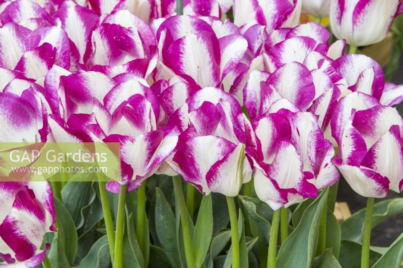 Tulipa 'Rosy Bouquet' - tulip 