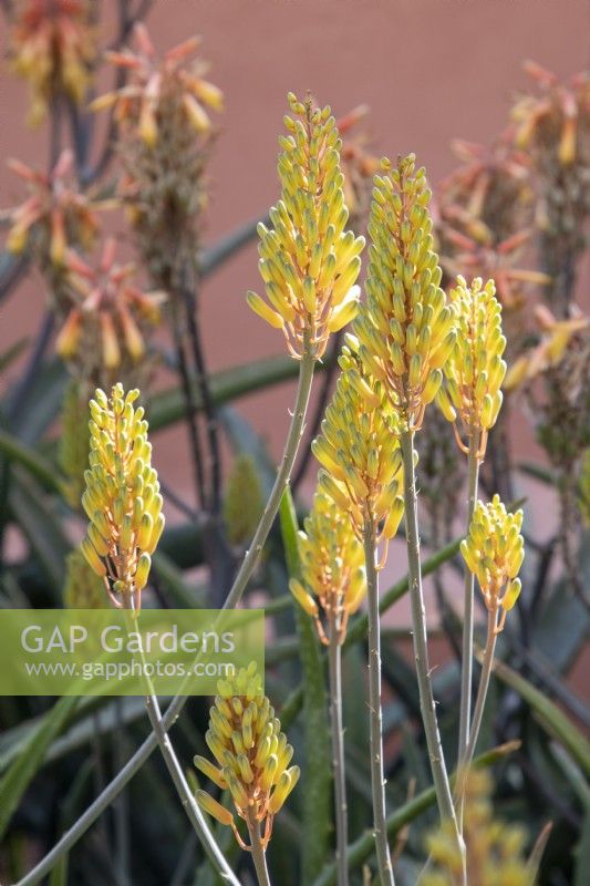 Aloe camperi flower heads 