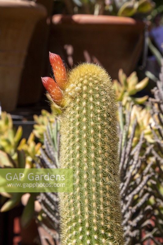 Cleistocactus winteri - Golden rat tail cactus with flower buds