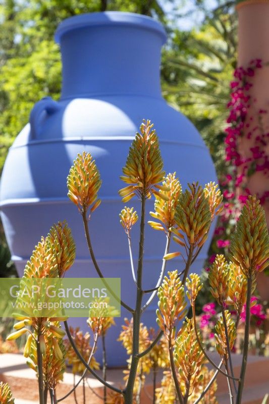 Aloe camperi - known as Nubian or Popcorn aloe, flower heads, Jardin Majorelle, Yves Saint Laurent garden 