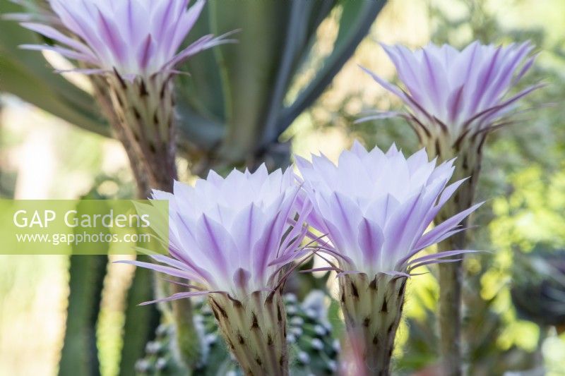 Echinopsis oxygona syn. E. multiplex, Easter-lily cactus flowers
