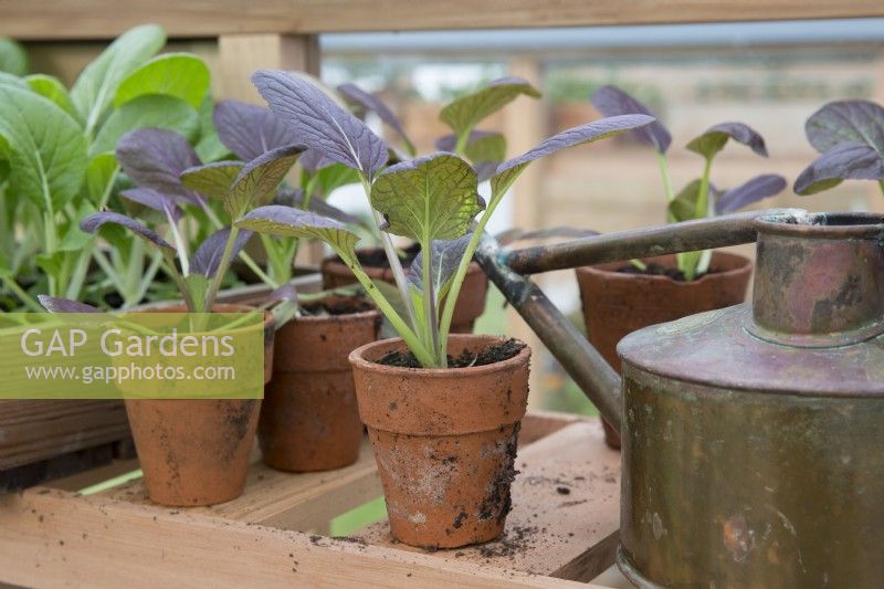 Freshly transplanted Pak Choi 'Red Lady' F1, seedlings growing in old terracotta pots, potting bench with old metal copper watering can