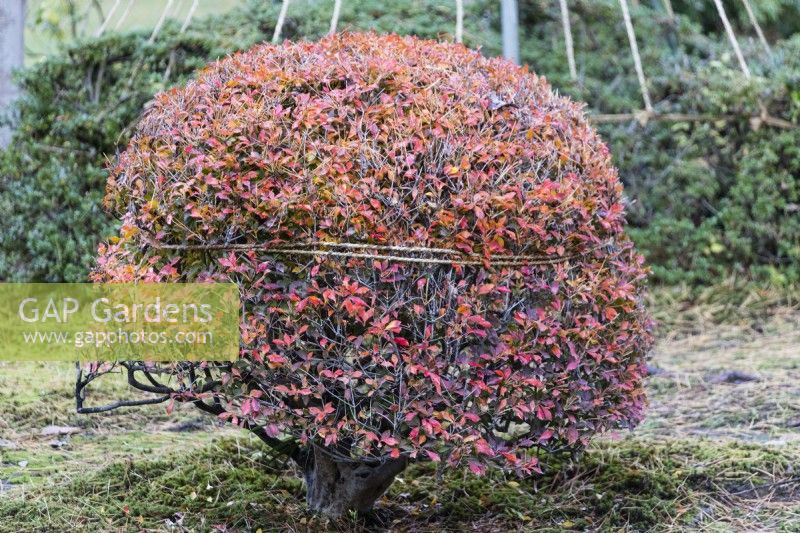 Clipped shrub with autumn colour with rope tied around it to prevent collapse from snow fall. 