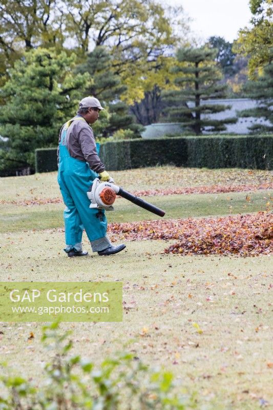 Gardener wearing overall and hat using leaf blower to clear leaves from grass.