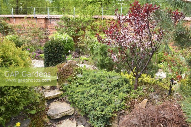 Early spring garden with blooming cherry-Prunus cistena-Purple leaf sand cherry and creeping plants including Juniperus horizontalis, Sedum and coniferous Pinus,Taxus. April



