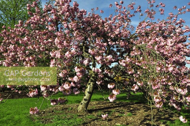 Spreading Prunus serrulata Kanzan- Japanese Cherry Tree - with full intense pink flowers in park. April