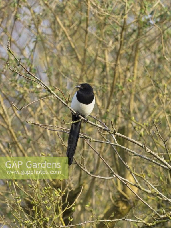 Pica Pica - Magpie perched on rowan branches
