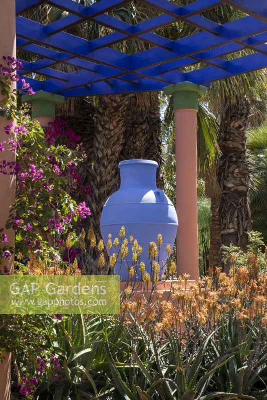 Aloe camperi in flower planted around a blue painted amphora on a plinth, under a pergola, Jardin Majorelle, Yves Saint Laurent garden 