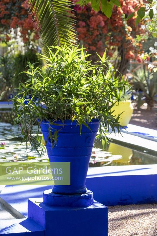 Aloiampelos ciliaris - Aloe ciliaris growing in a blue painted container - Jardin Majorelle, Yves Saint Laurent garden