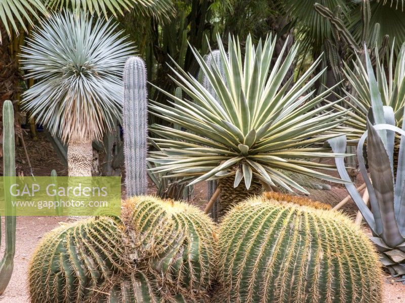 Jardin Majorelle, Yves Saint Laurent garden, front, Echinocactus grusonii, back, Yucca rostrata and Agave angustifolia 'Marginata'