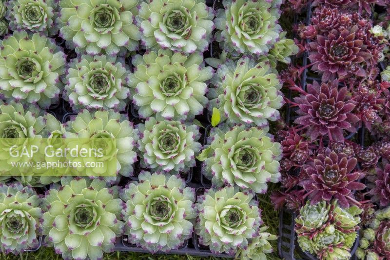 Different varieties of Sempervivum plants in non recyclable plastic plant pots for sale at a garden centre nursery