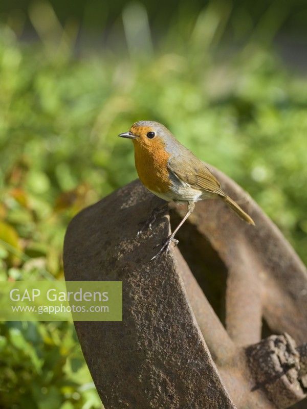 Erithacus rubecula - Robin perched on old cart wheel