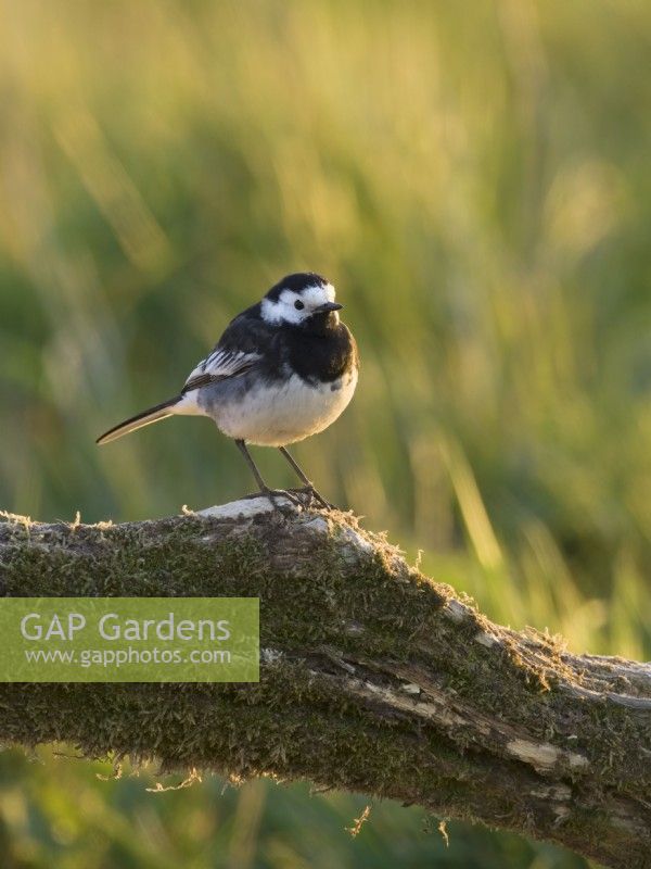 Motacilla alba - Pied Wagtail perched on branch