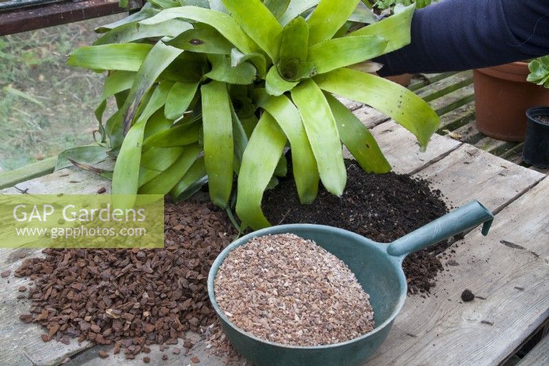 A Bromeliad ready for repotting showing the potting compost ingredients of John Innes No3 horticultural potting grit and orchid potting bark chips