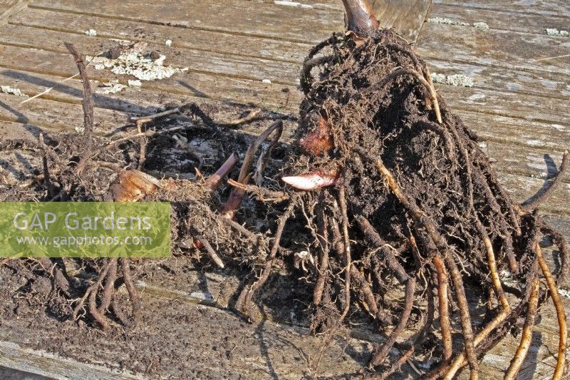 Potting up a Hedychium gardnerianum Kahili Ginger Lily sequence #1 - Removed from pot and root inspection