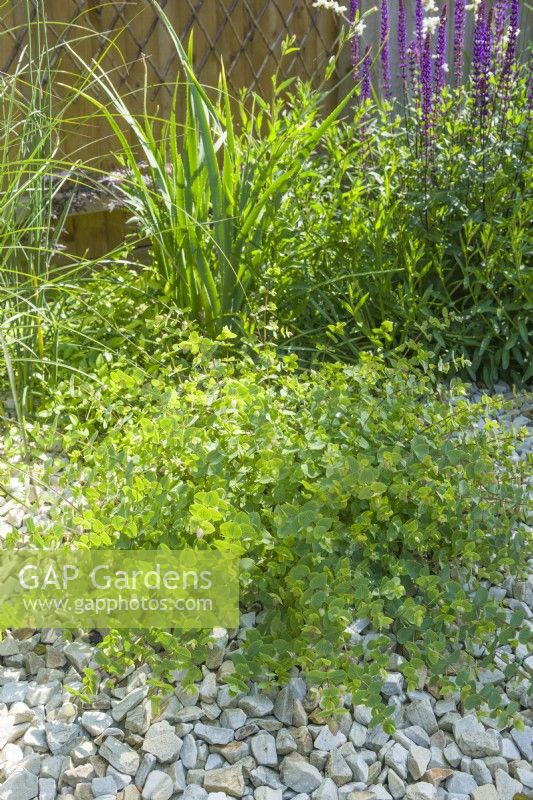 Origanum 'Kent Beauty' in a contemporary garden with Salvia nemorosa 'Caradonna', Eryngium agavifolium and Gaura lindheimeri 'Whirling Butterflies'. Stone chippings covering soil surface. June