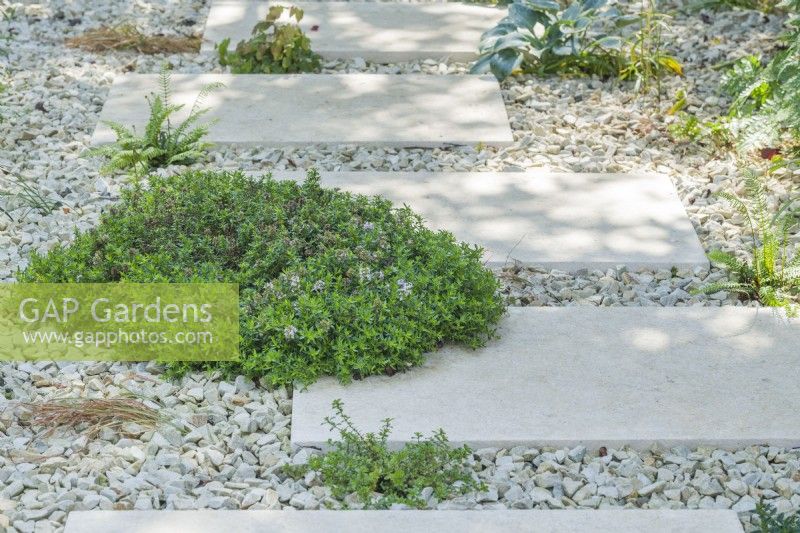 Thymes planted between limestone stepping stones in a contemporary town garden. June
