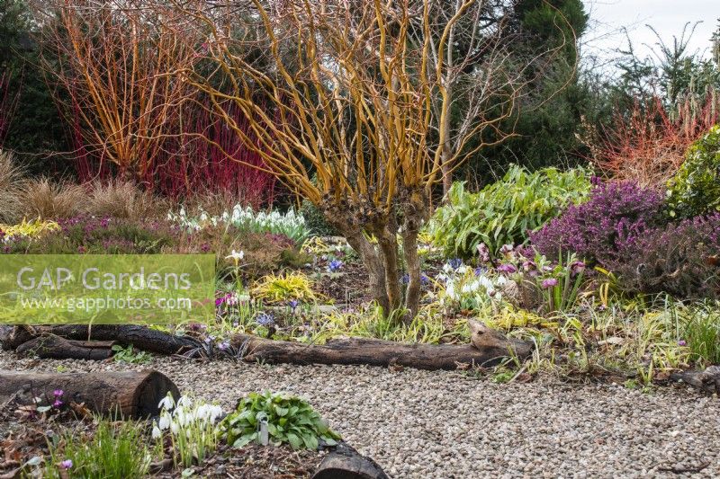 A gravel path winds between log-edged borders planted for winter colour at The Picton Garden.
