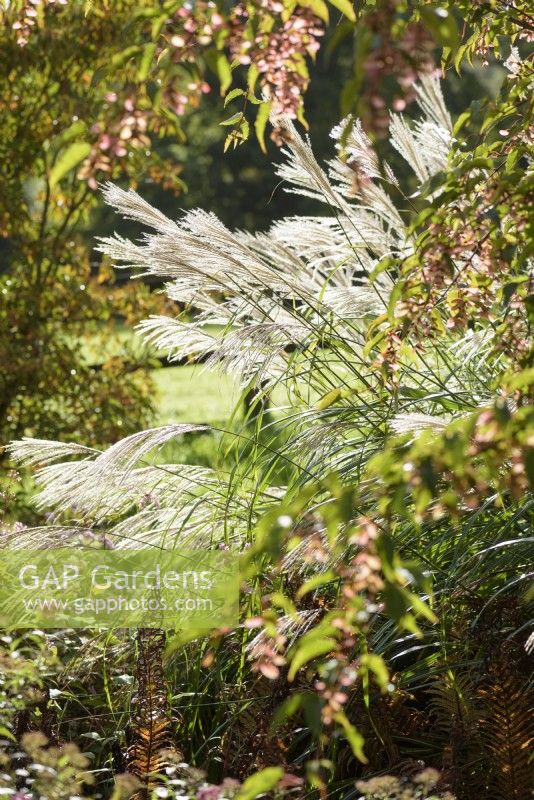 Feathery flowers of miscanthus catching the October sunlight
