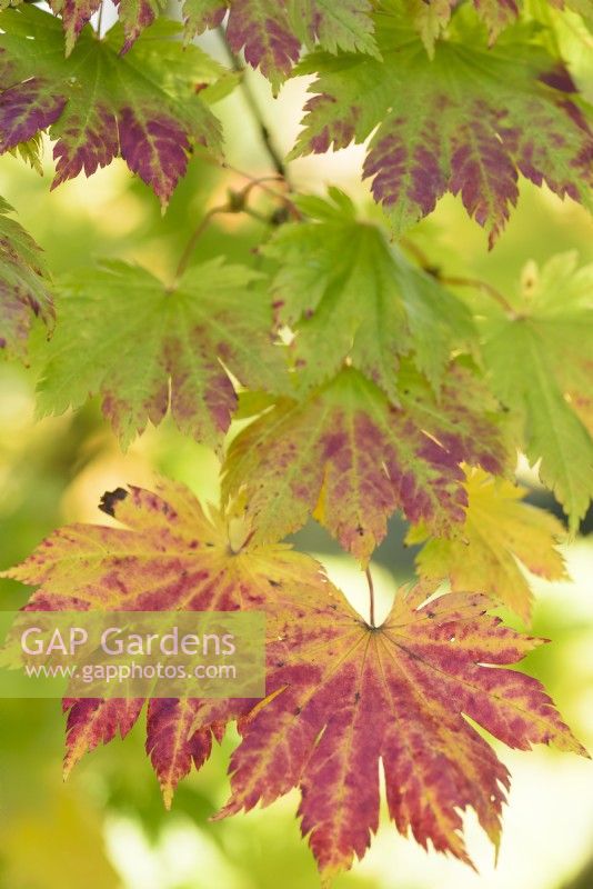Acer japonicum 'Vitifolium' in October