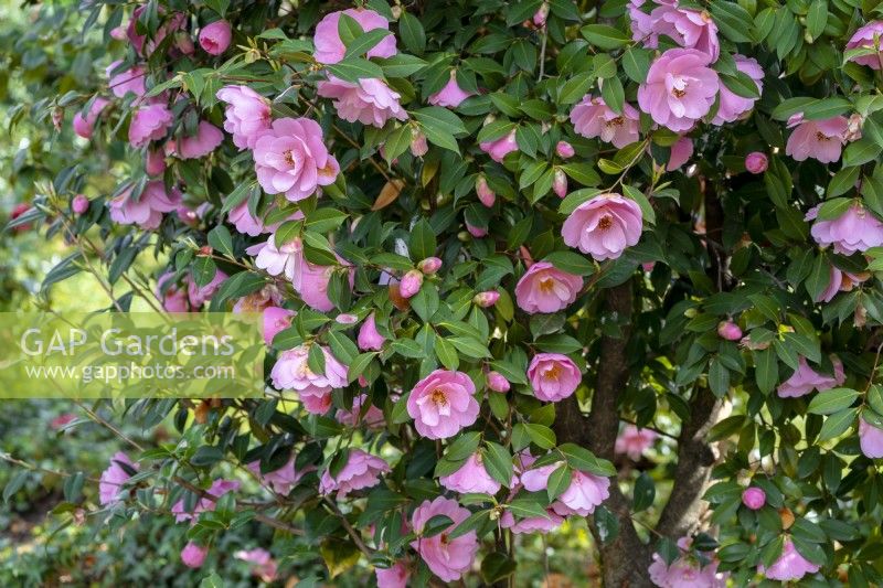 Camellia x williamsii 'Sayonara'.
Parco delle Camelie, Camellia Park, Locarno, Switzerland