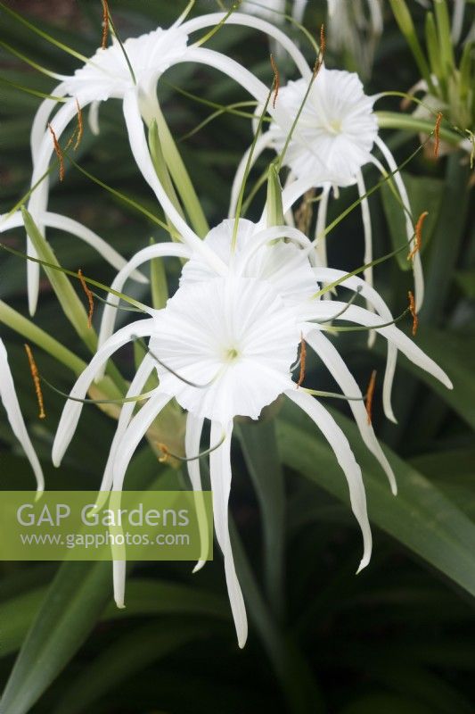 Hymenocallis littoralis - Beach Spider Lily or Spider Lily - January