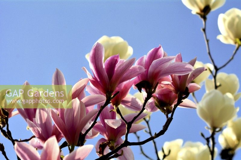 Magnolia x soulangeana Heaven Scent. April