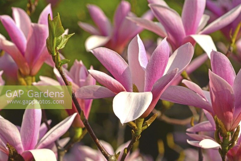 Magnolia x soulangeana Heaven Scent. April