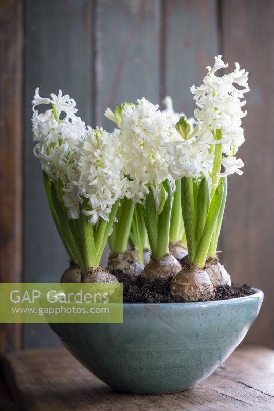 Forced white hyacinths growing in a green bowl on a window sill